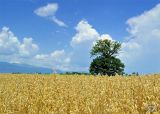 ...in the fields