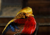 Golden Pheasant (Chrysolophus Pictus)