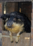 Oink-Oink !