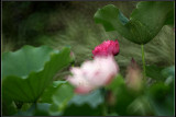 IMG_2737crw2.jpg