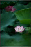 IMG_2822crw2.jpg