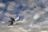 9th Place<br>Royal Spoonbills<br>by Melbob