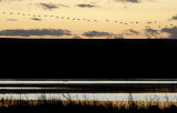 Migration