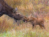 1st Place A Mothers Touch by Larry