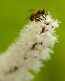 Tactile bee
