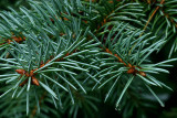 7th Place Pine Needles by tvsometime
