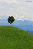 SwissLandscape2*