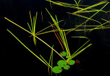 Reeds