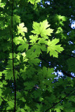 Maple