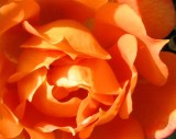 A Rose