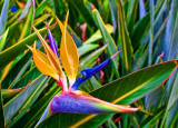 bird of paradise