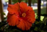 Hibiscus