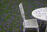 Purple Rug