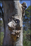 Goblin Tree with a Monkey on its back.