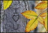 I love you.
