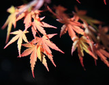 Japanese Maple