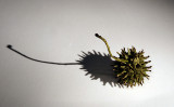 Sweet Gum