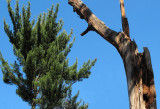 Startled Pine