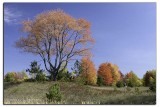 Mother tree