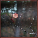 Hanging On