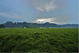Crissy Field