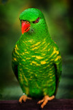 6th Place<br>Red or Green<br>by kyagudin