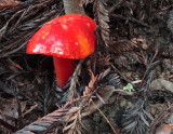 Red Shroom