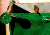 Empty Dumpster
