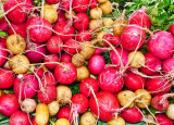 Radishes!