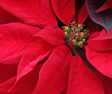 Poinsettia