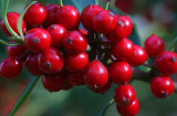 Holly Berries
