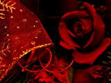 Christmas Rose