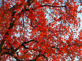 My Tree: In The Glory of Its Autumn