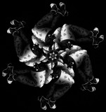 4th place <br>Bow Legs <br>by Lonnit Rysher