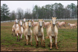 1st place <br>Galloping Herd of Horse <br>by Lydia