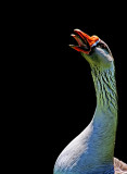 Hissssssssssssssssing Goose