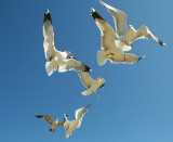 Eighth Place (tie)<br>The Acrobat<br>by Traveller