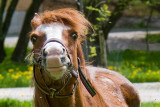 Seventh Place<br>Horse Eyes<br>by Gerald H.