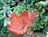 Watch The Birdie....