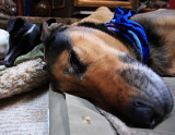 Let sleeping dogs lie...
