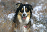 Its A Dog Day Afternoon