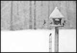 Snow Birds