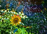 Watering the Garden