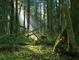 7th Place<br>Forest View <br>by JimThode