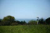 Bolinas