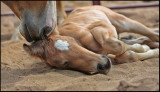 Mothers Love