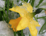 Snowy Daffodil