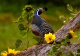 Evening Sentry