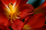 <br>4th place<br>Clivia by Mary Anne