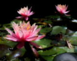 colorado lilies